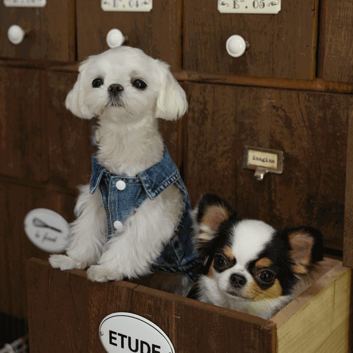 Classic Denim Dog Jacket – Stylish Blue Jean Coat for Pets
