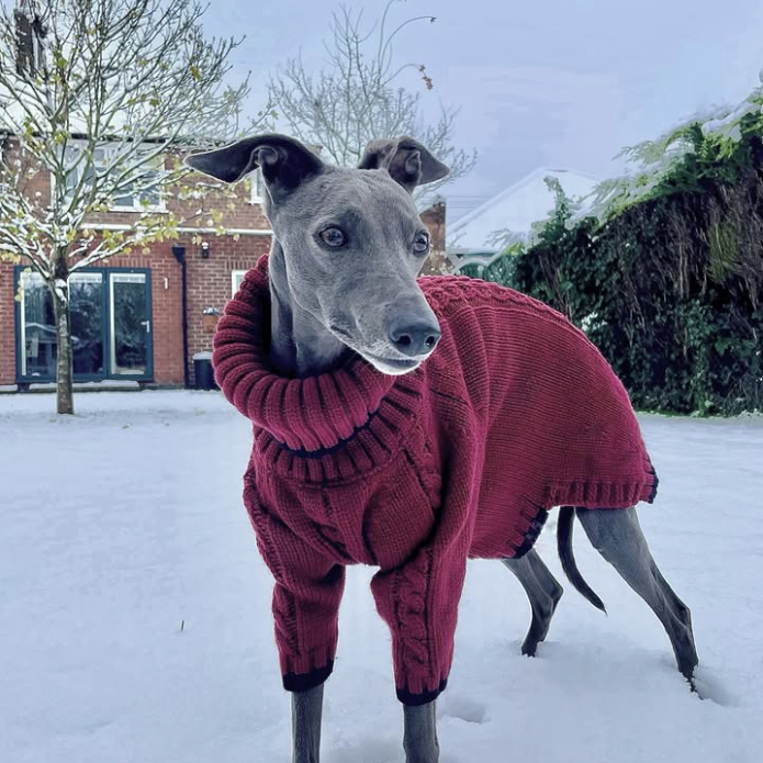 Christmas Dog Sweater Cable Knit for Italian Greyhound Whippet Clothes