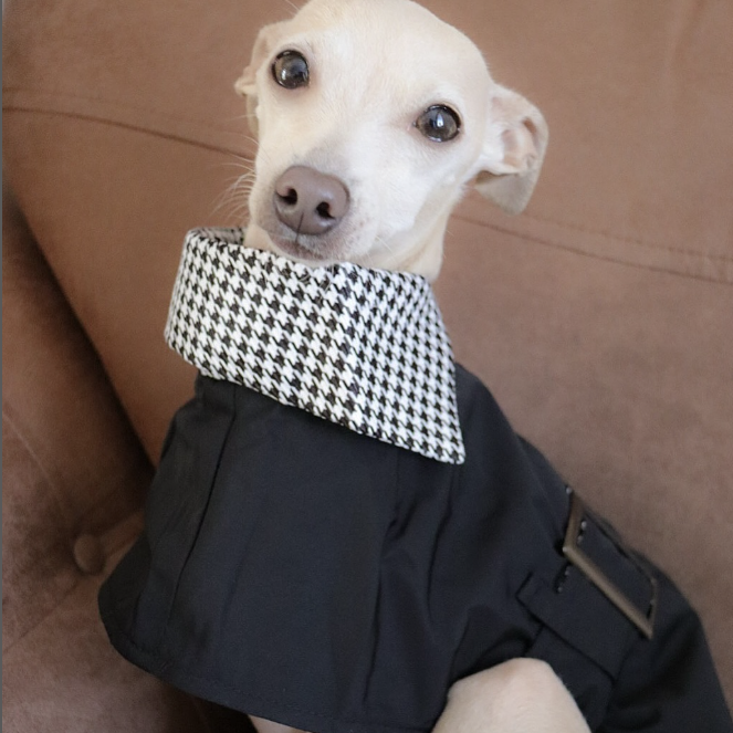 Wind Coat Cloak for Italian Greyhound Whippet