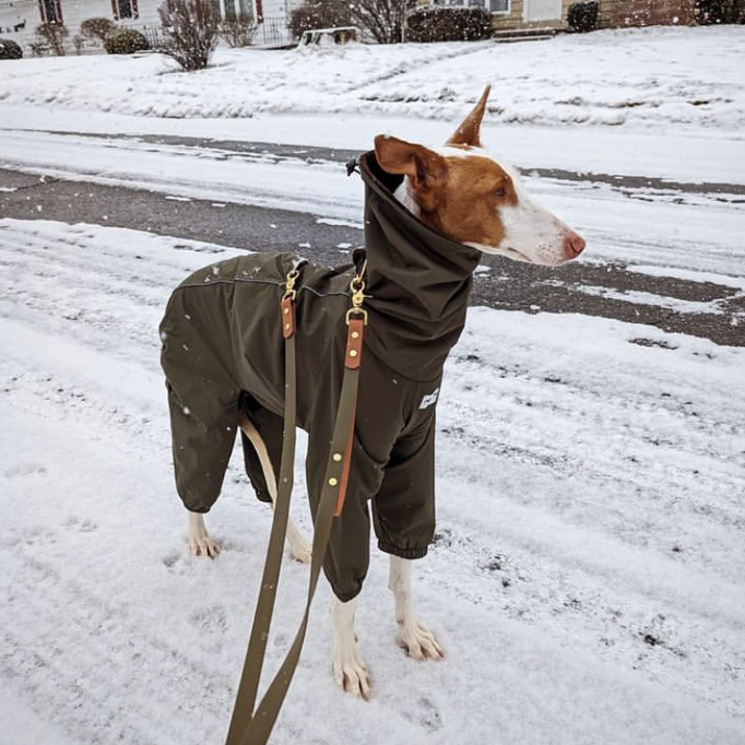 Outdoor Jacket Raincoat for Italian greyhound Whippet