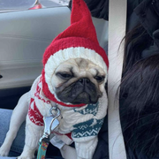 Pom Beanie Knitted Dog & Cat Hat