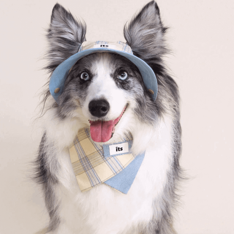 Pet Bandana Worn Check Blue Triangle Bib Large