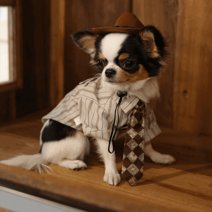 Gentleman Pet Shirt – Fall Dog & Cat Apparel