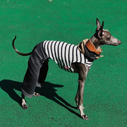 Wide Leg Denim Pants Italian Greyhound Whippet Dog Clothes