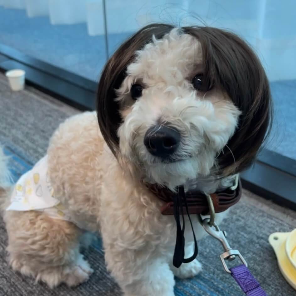 Pet Wig with Bangs Bob Cut | Cute Funny Dog Hair Accessories | Stylish Pet Headwear