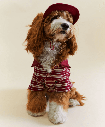 Red Stripe Dog Shirt - Classic Cotton Pet T-Shirt
