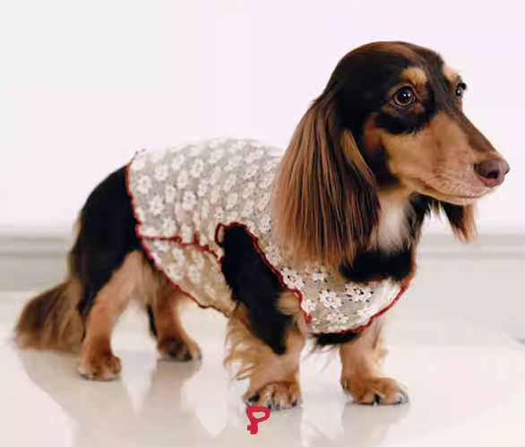 Lace Mesh Dog Top - Stretchy Sleeveless Shirt for Pets