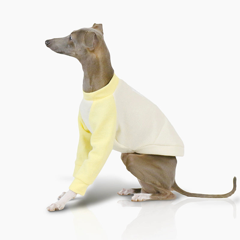 Cotton Soft Shirt Italian Greyhound Whippet Dog Clothes - PIKAPIKA