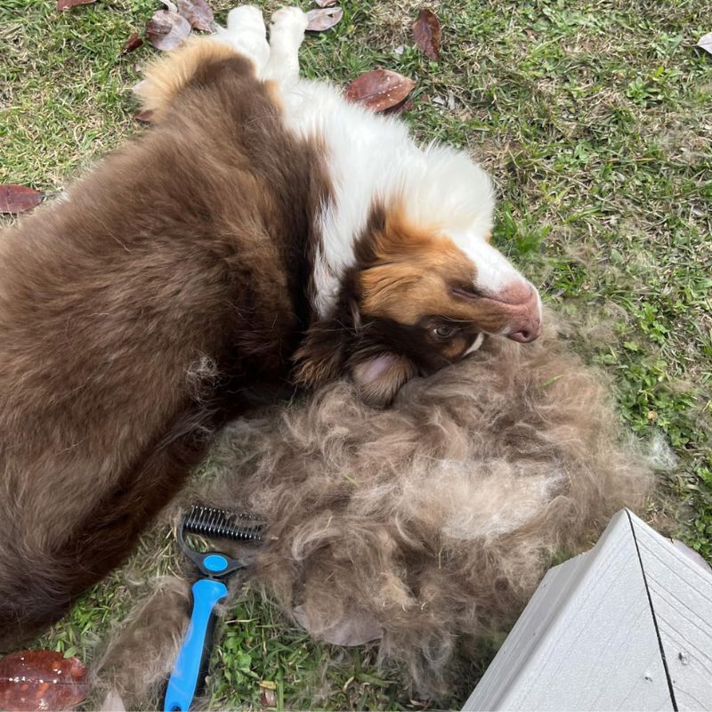 Ultimate 2-in-1 Pet Grooming Brush