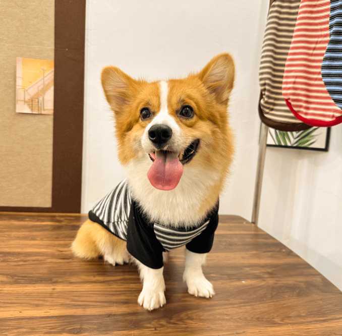 Corgi Striped Sweater – Soft Warm Dog Clothes
