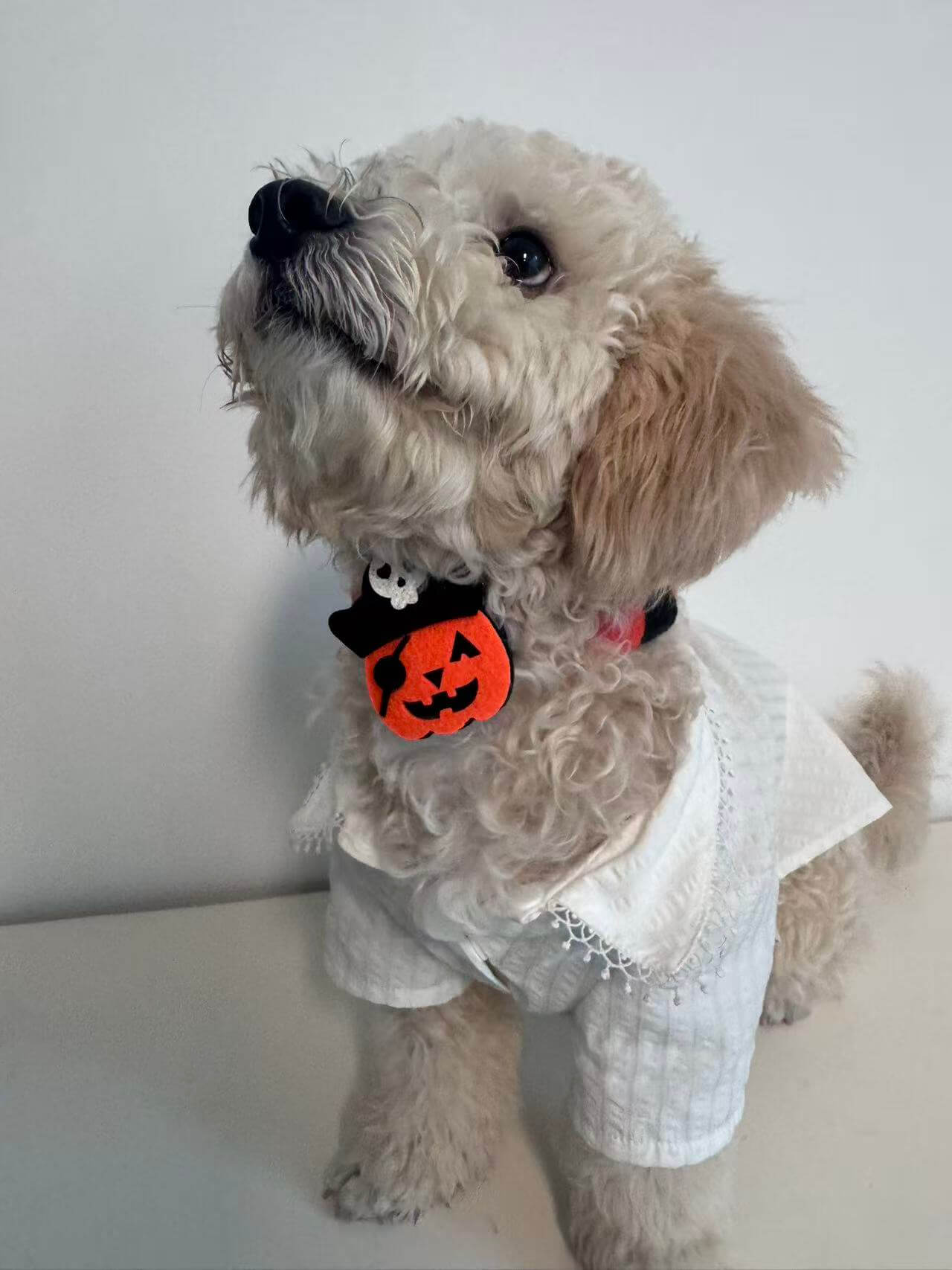 Funny Pet Wig Small Size Gray Afro Halloween Costume Cosplay Dog Cat Wig Photo Prop Pumpkin Collar Elastic Rope Necklace Scarf