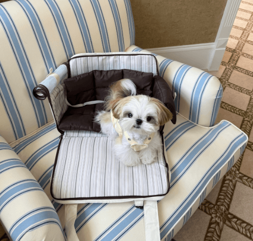 Portable Pet Backpack - A Cozy Mobile Nook for Your Cat & Dog!