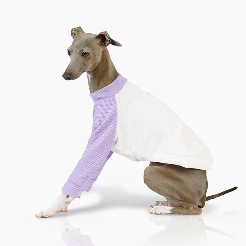 Cotton Soft Shirt Italian Greyhound Whippet Dog Clothes - PIKAPIKA