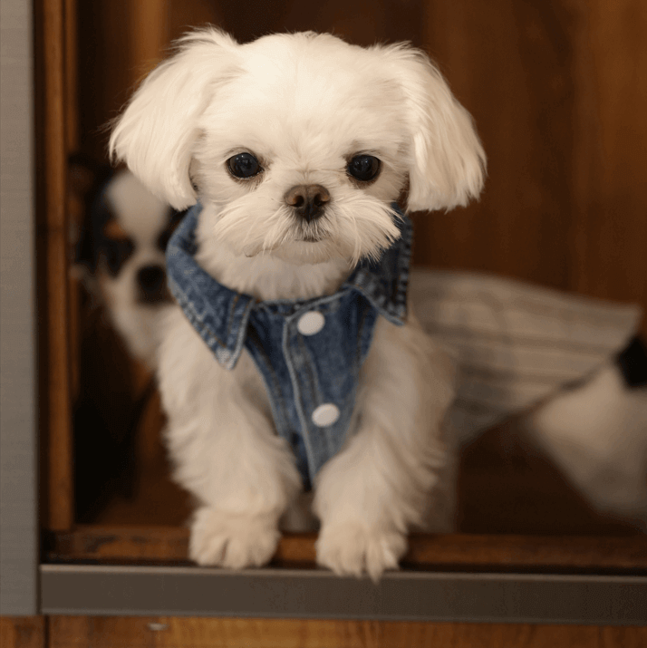 Classic Denim Dog Jacket – Stylish Blue Jean Coat for Pets