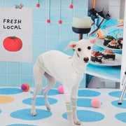 Soft Two-Leg Outfit Italian Greyhound Whippet Autumn Dog Clothes