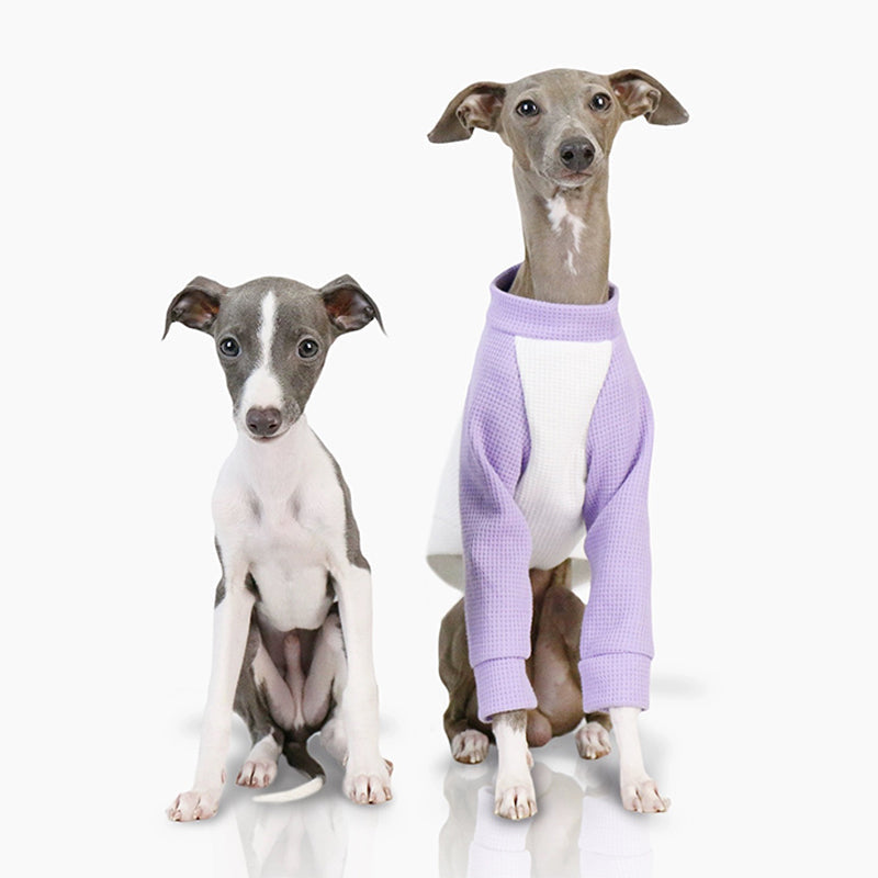 Cotton Soft Shirt Italian Greyhound Whippet Dog Clothes - PIKAPIKA