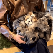 Pet Carrier Tote Bag - Portable Handheld & Shoulder Cat Dog Travel Bag