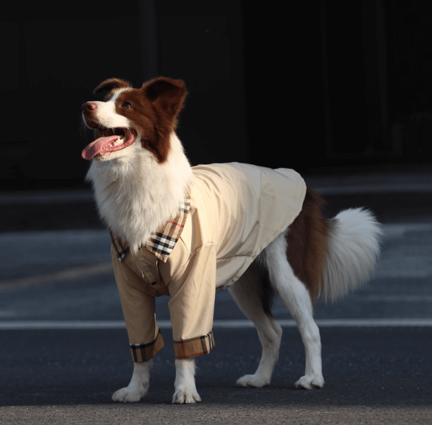 Stylish Dog Trench Coat - Classic Tailored Pet Jacket