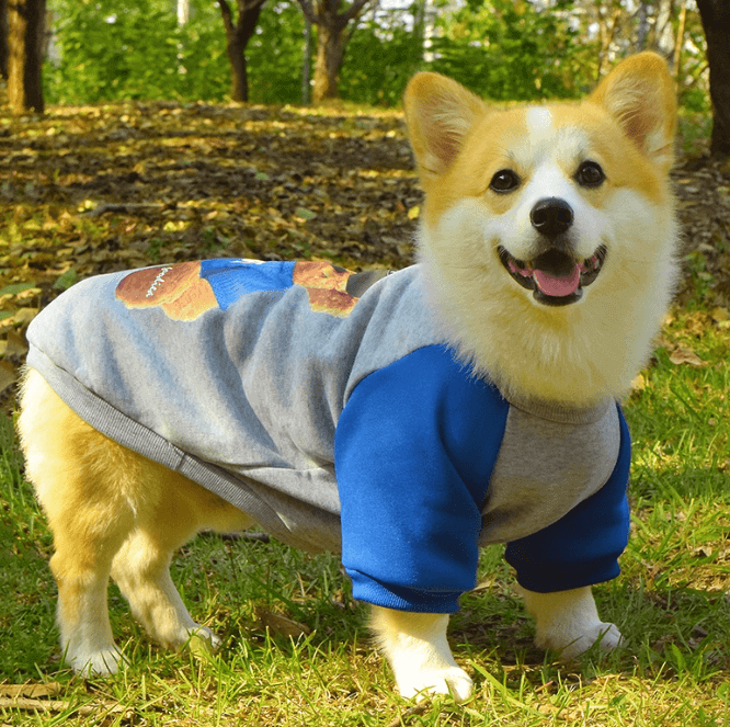 Dog Short Sleeve Sweatshirt – Soft Anti-Shedding Fall Apparel
