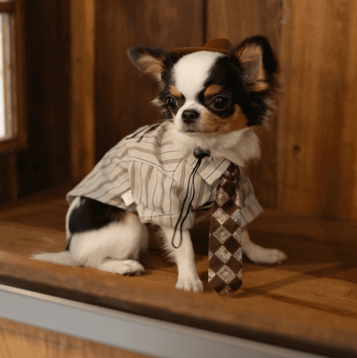 Gentleman Pet Shirt – Fall Dog & Cat Apparel