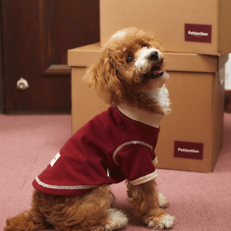 Retro Dog Shirt - Vintage Style Pet Undershirt