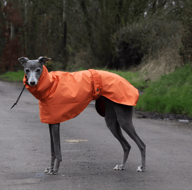 Dog Raincoat Waterproof Sighthound Pony Whippet Cape Blue Size XS-XXL