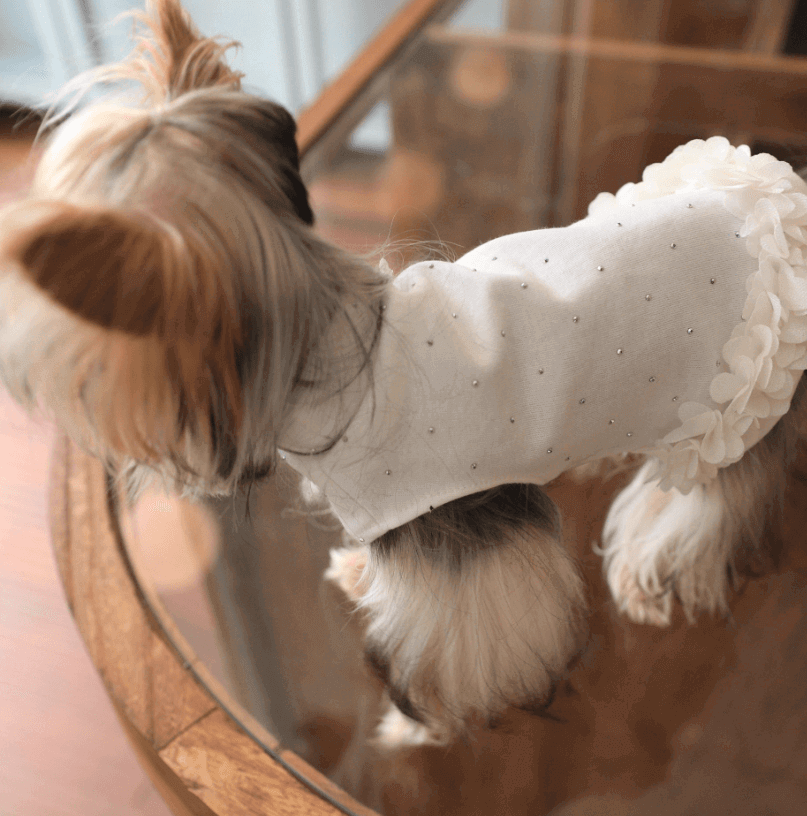 Pet T-Shirt Cotton Blouse with Ruffle Hem and Rhinestone