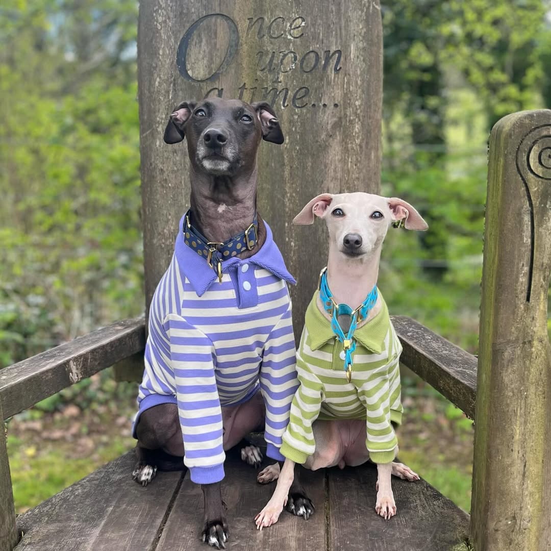 Polo Stripe Shirts for Italian Greyhound Whippet
