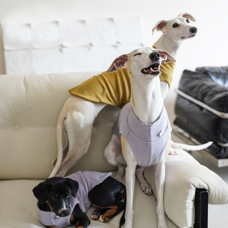 Dog Shirts Casual Tank Top for Italian Greyhound Whippet Clothes - PIKAPIKA