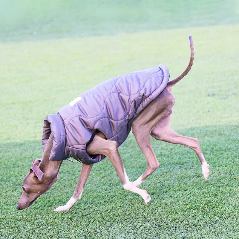 Dog Winter Padded Jacket Vest for Italian greyhound Whippet Clothes - PIKAPIKA