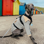 Cotton Polo Shirts for Italian greyhound Whippet Dog Clothes