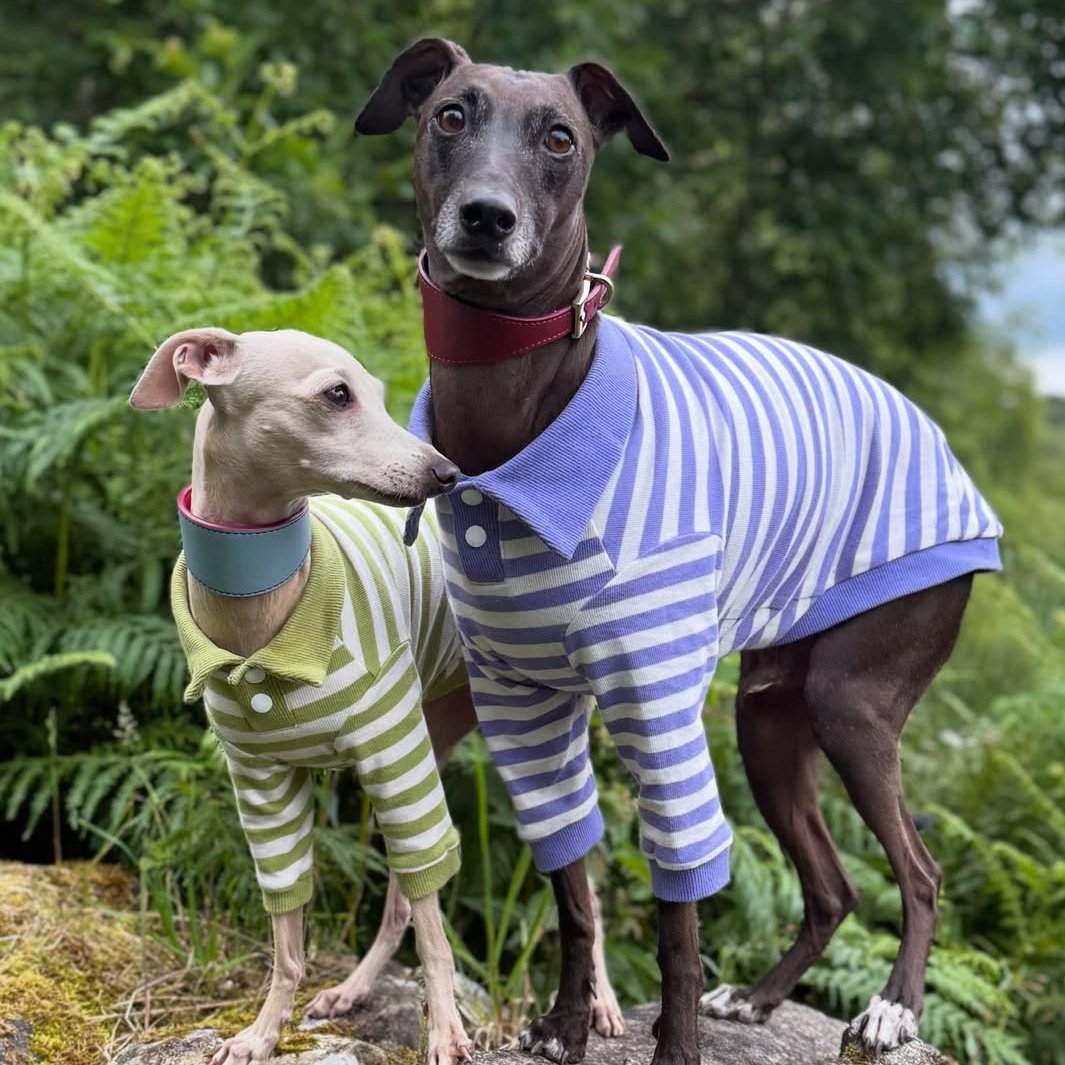 Polo Purple Stripe Shirts for Italian Greyhound Whippet
