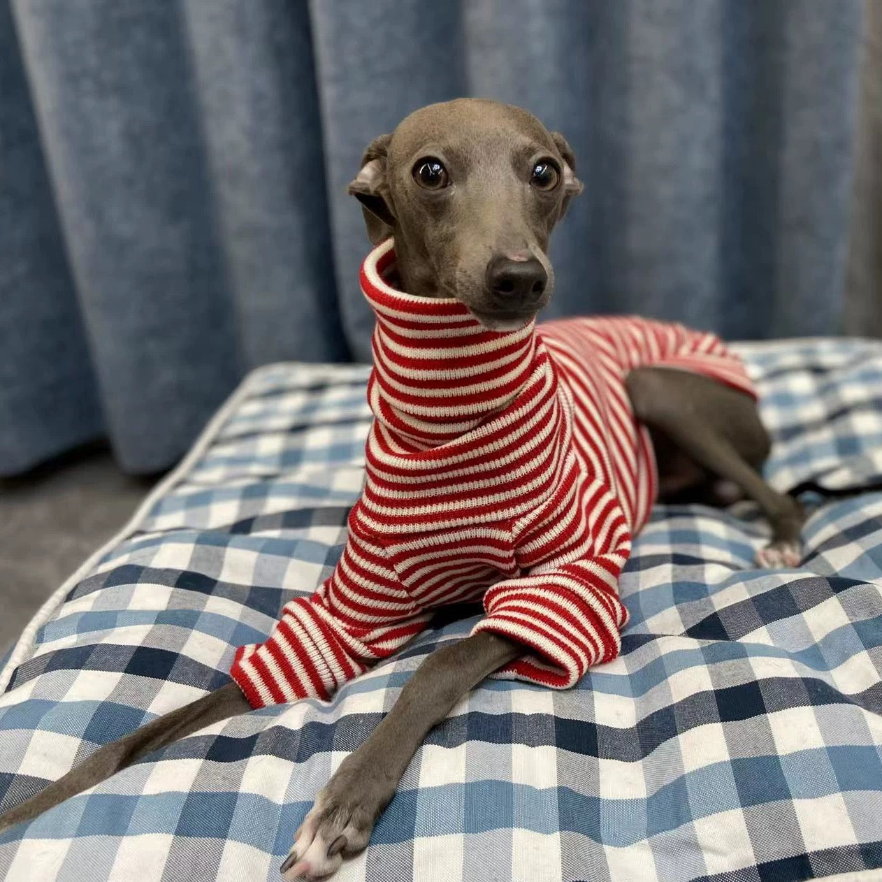 Stretch Stripe Turtleneck Shirt Italian Greyhound Whippet Dog Clothes - PIKAPIKA