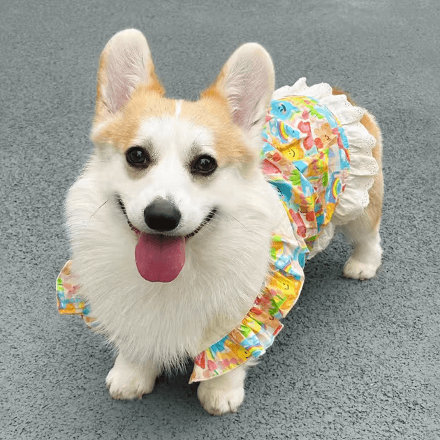 Princess Bow Dress for Dogs – Floral Lace Summer Pet Outfit