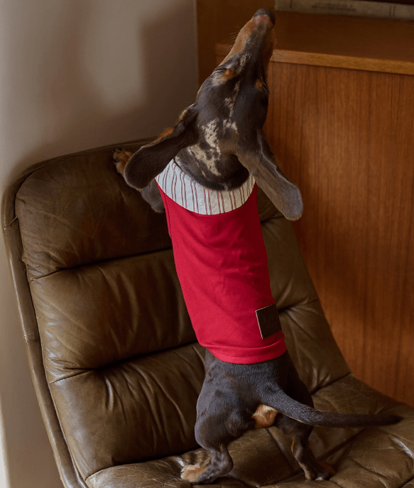 Kentish Berry Dog Tee – Stylish Striped Cat & Dog Top