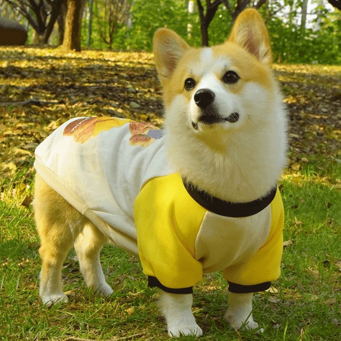 Dog Short Sleeve Sweatshirt – Soft Anti-Shedding Fall Apparel