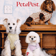 Lace Mesh Dog Top - Stretchy Sleeveless Shirt for Pets