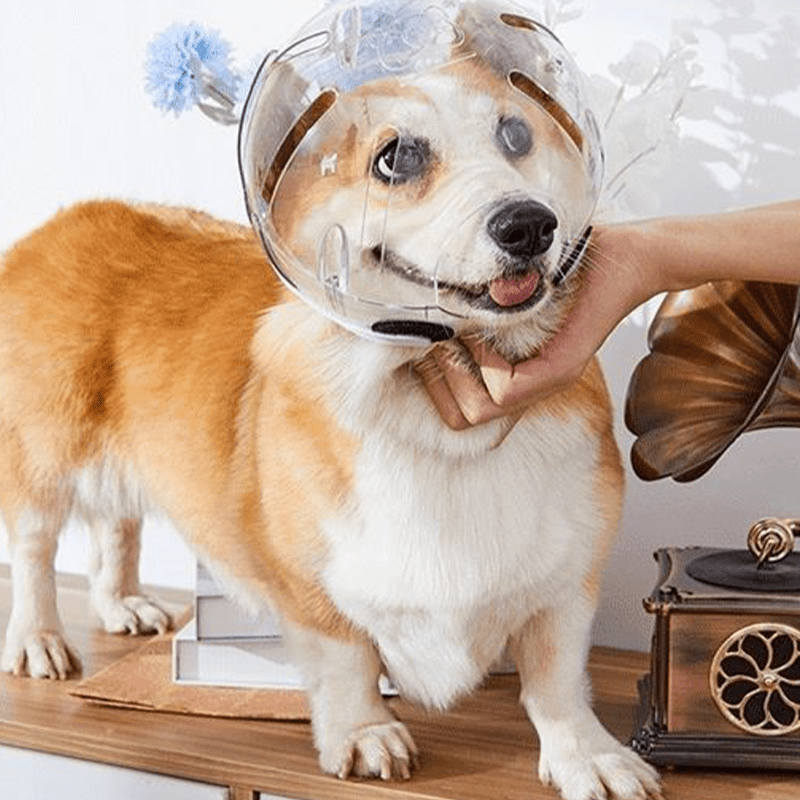 Adjustable Dogs Anti - Bite Space Helmet - PIKAPIKA