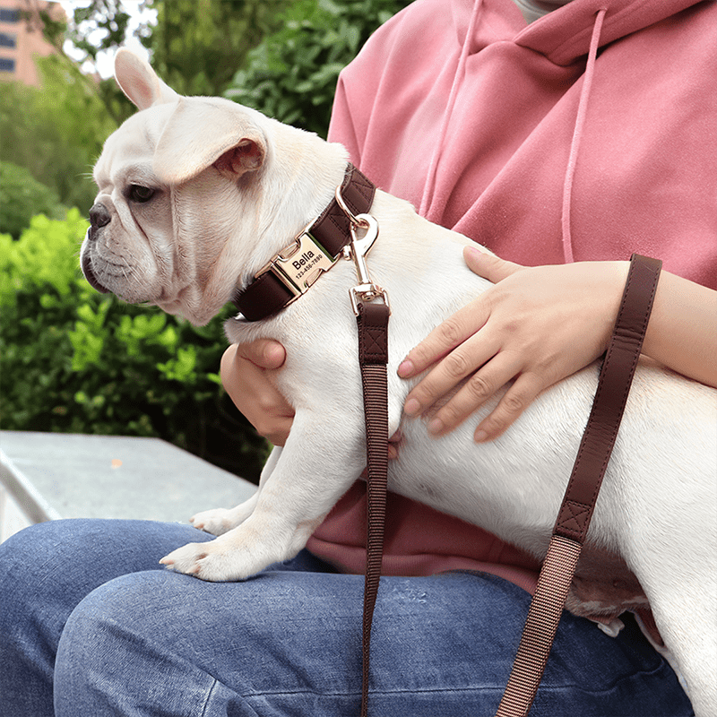 Adjustable Engraved Dog Collar Anti - Loss with Leash for Medium & Large Dogs - PIKAPIKA