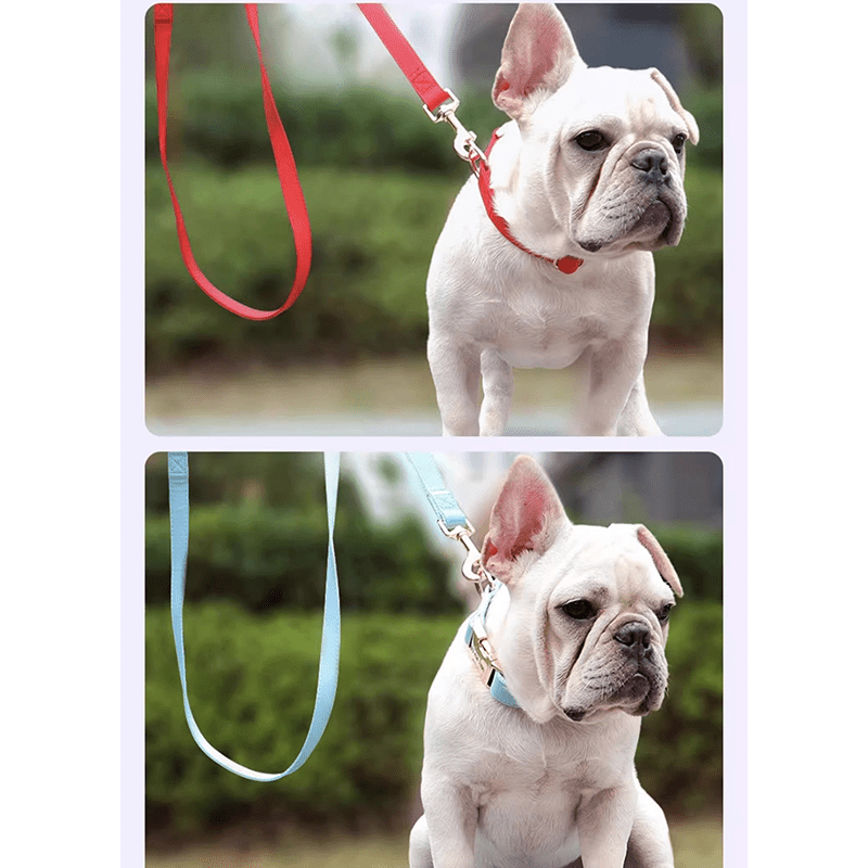 Adjustable Engraved Dog Collar Anti - Loss with Leash for Medium & Large Dogs - PIKAPIKA