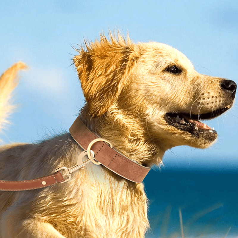 Adjustable No - Pull Double - Layer Leather Dog Collar - PIKAPIKA