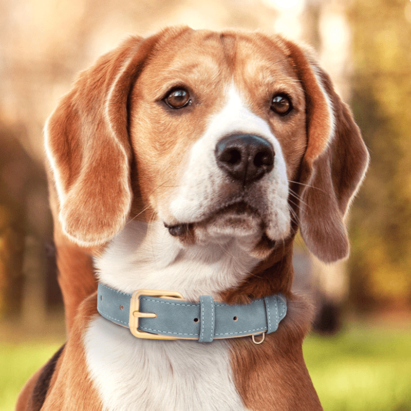 Adjustable No - Pull Double - Layer Leather Dog Collar - PIKAPIKA