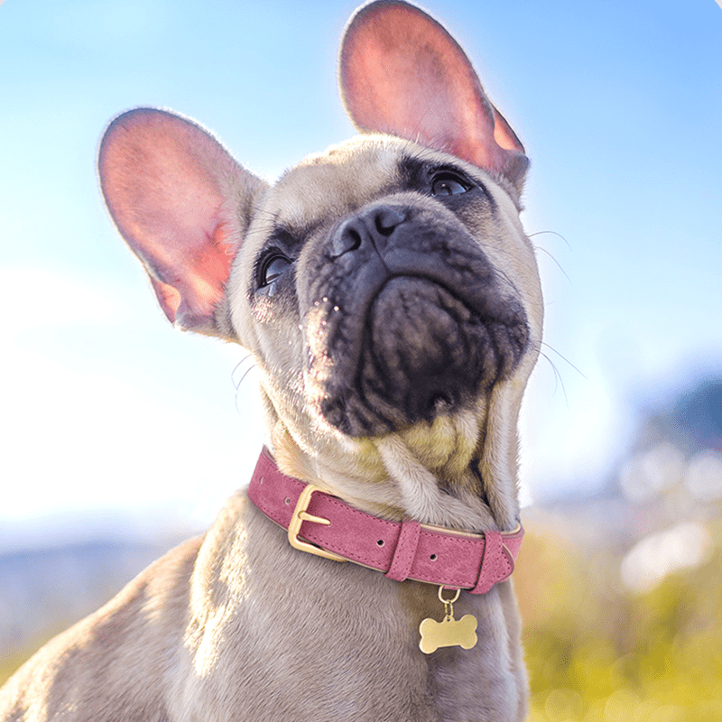 Adjustable No - Pull Double - Layer Leather Dog Collar - PIKAPIKA