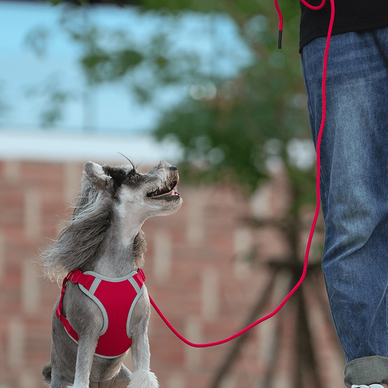 Adjustable Summer Vest Dog Leash Harness for Small Medium Big Dogs - PIKAPIKA