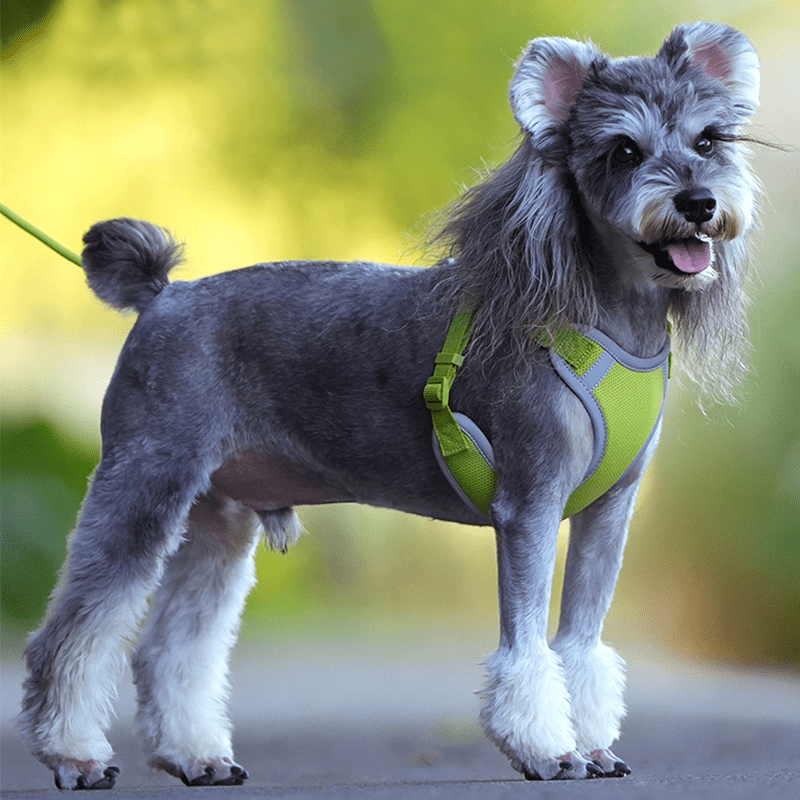 Adjustable Summer Vest Dog Leash Harness for Small Medium Big Dogs - PIKAPIKA