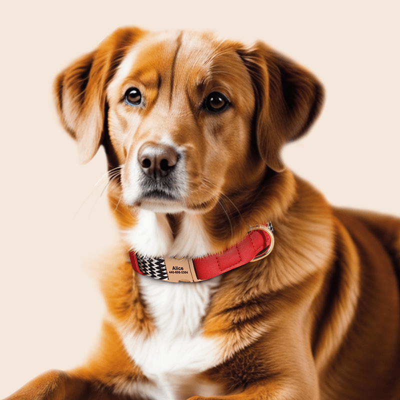 Anti - Loss Pet Necklace Dog Collar with Name Tag - PIKAPIKA