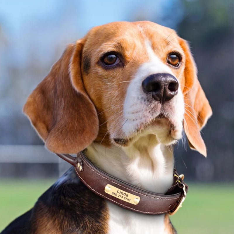 Anti - pull Leather Dog Collar Leashes Set Adjustable Personalized Name - PIKAPIKA