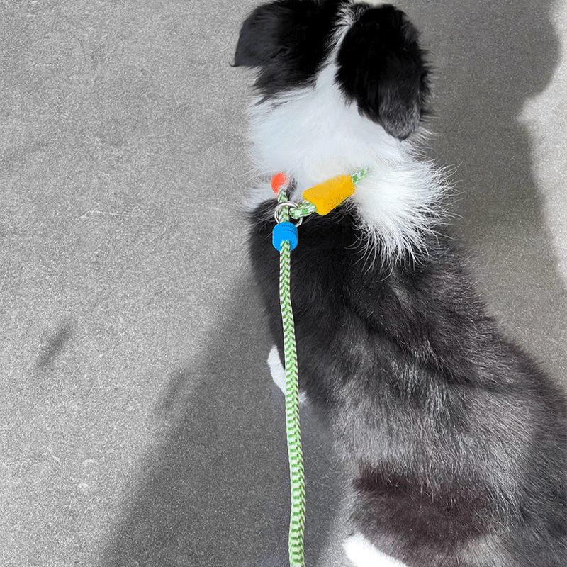 Anti - Pull P - Leash for Dogs No - Choke Training Lead for Small & Medium Breeds - PIKAPIKA