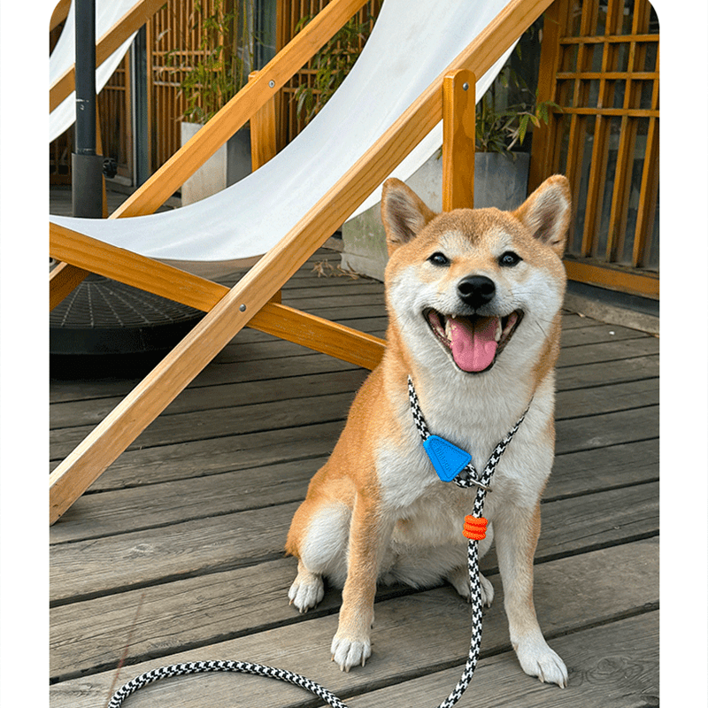 Anti - Pull P - Leash for Dogs No - Choke Training Lead for Small & Medium Breeds - PIKAPIKA