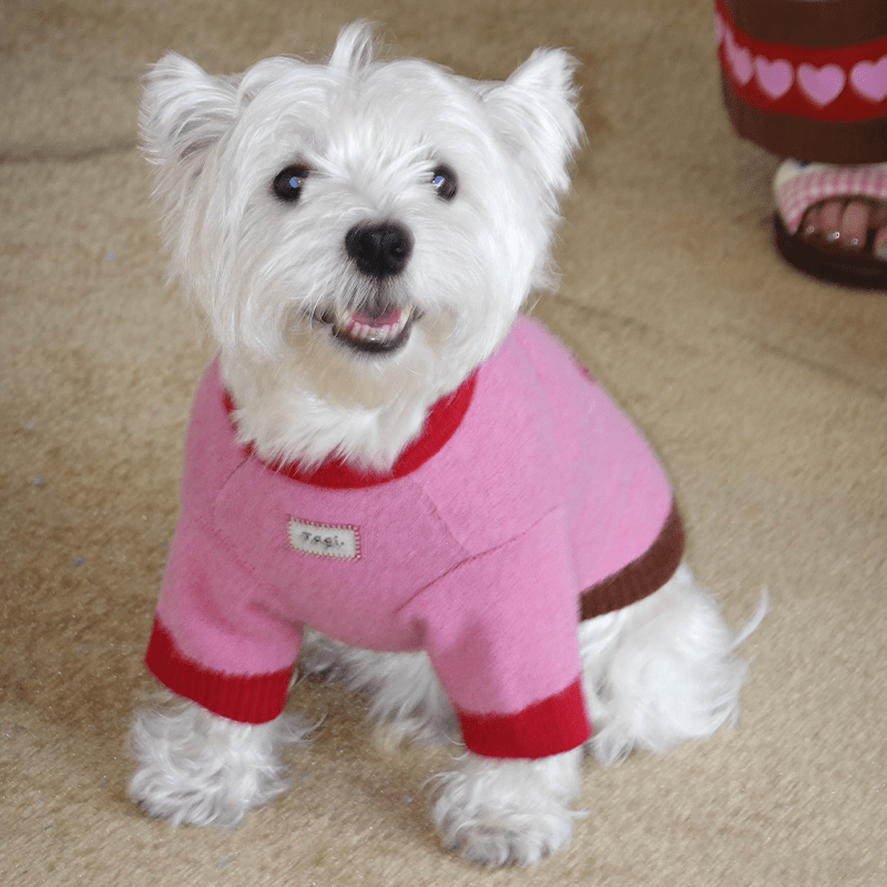 Apple Pattern Dog Knitted Sweater Pullover Cute Jumper - PIKAPIKA